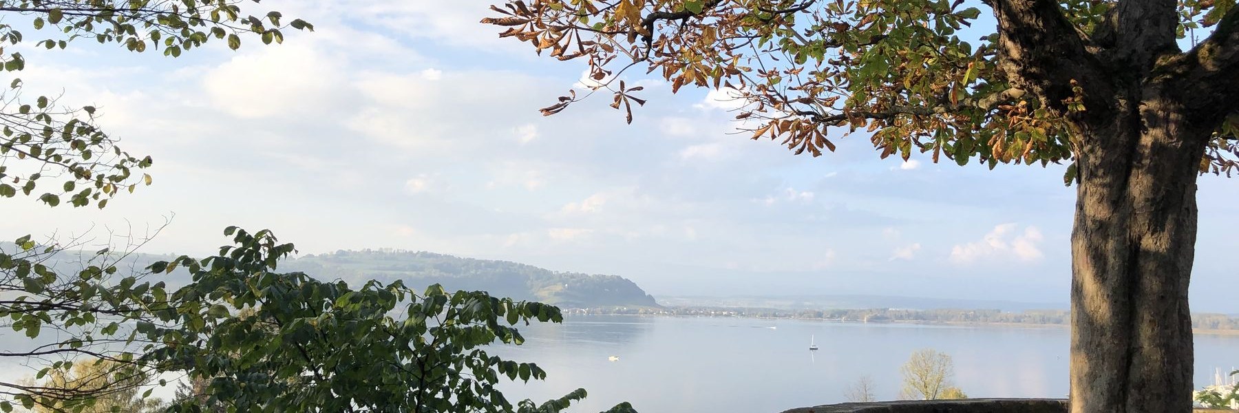 Un arbre surplombant le lac de Morat, dans le district du Lac